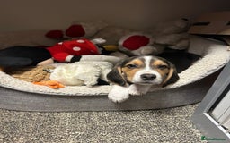 Beagle dogs for stud: Beagle **Stud only** - Image 7