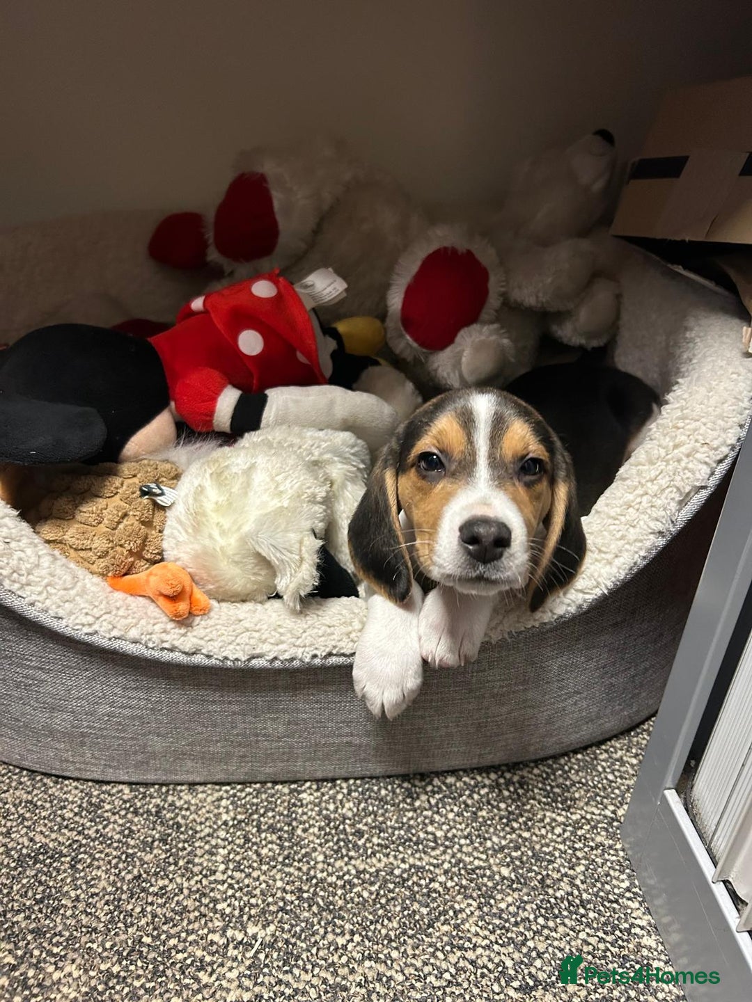 Beagle dogs for stud: Beagle **Stud only** - Image 7