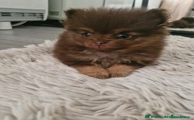 Pomeranian dogs - Advert 3