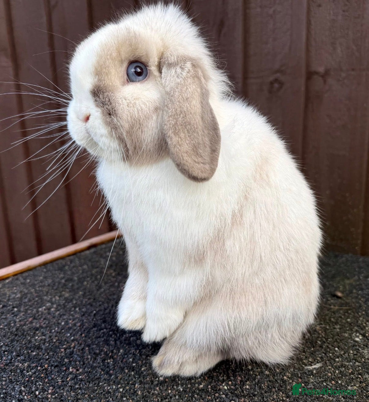 Mini Lop rabbits Black sabled magpie mini lop buck/boy - Advert 11