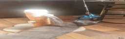 Russian Blue cats for sale: 🐾 Beautiful Russian Blue Kittens for Sale 🐾 - Advert 14