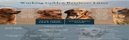 Golden Retriever dogs for sale: Outstanding breadlines with extensive health tests - Advert 3