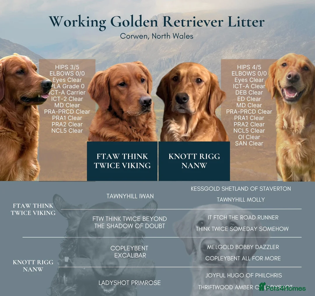 Golden Retriever dogs for sale: Outstanding breadlines with extensive health tests - Advert 3