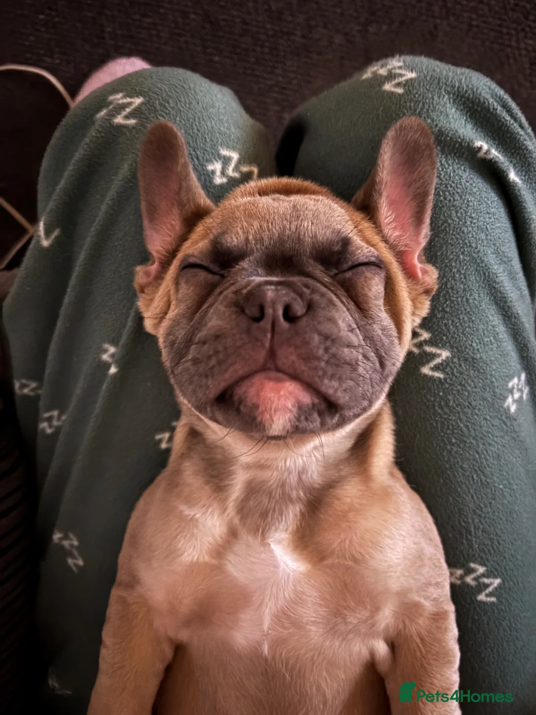 French Bulldog dogs for sale: 14 week old French bulldog puppy  in Sutton-in-Ashfield - Advert 8