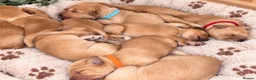 Golden Retriever dogs for sale: Absolutely adorable  golden retriever puppies  in Leighton Buzzard - Advert 7