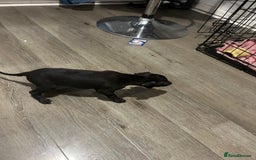 Whippet dogs for sale: Whippet pups - Image 10