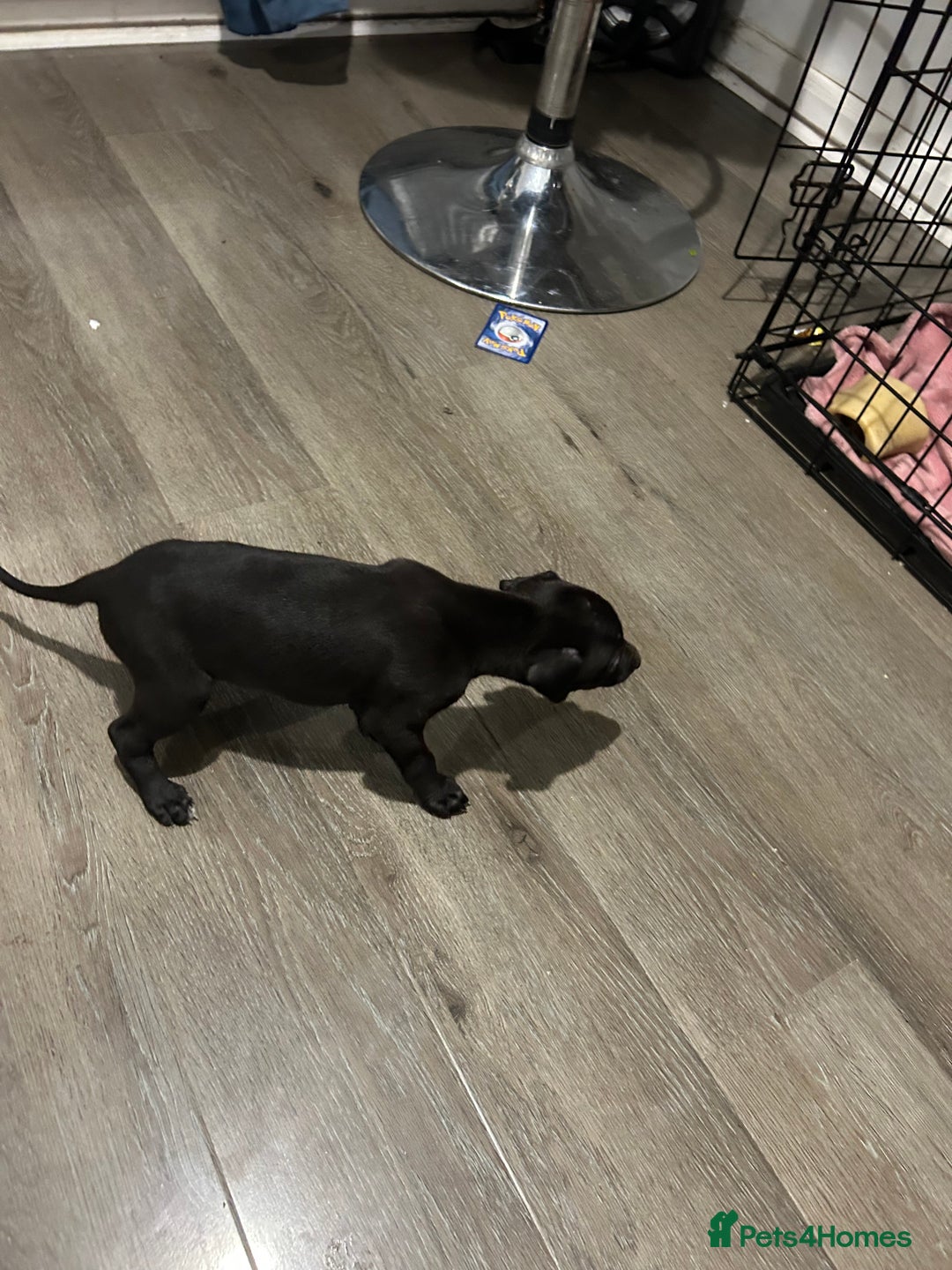 Whippet dogs for sale: Whippet pups - Image 10