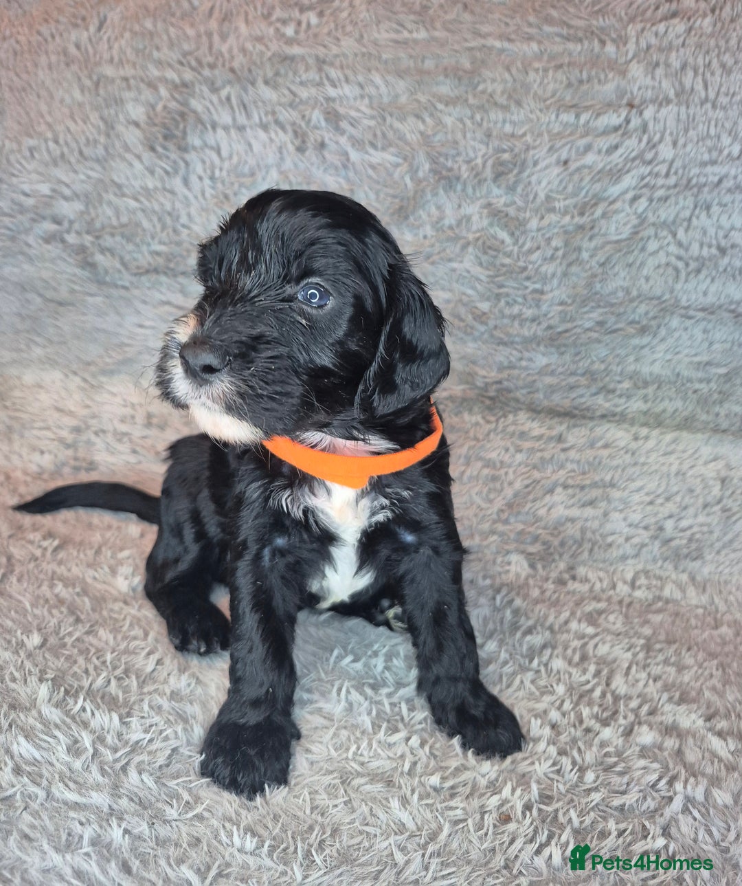 Irish Doodle dogs for sale: Toy Irish Doodle Puppies For Sale  - Image 8