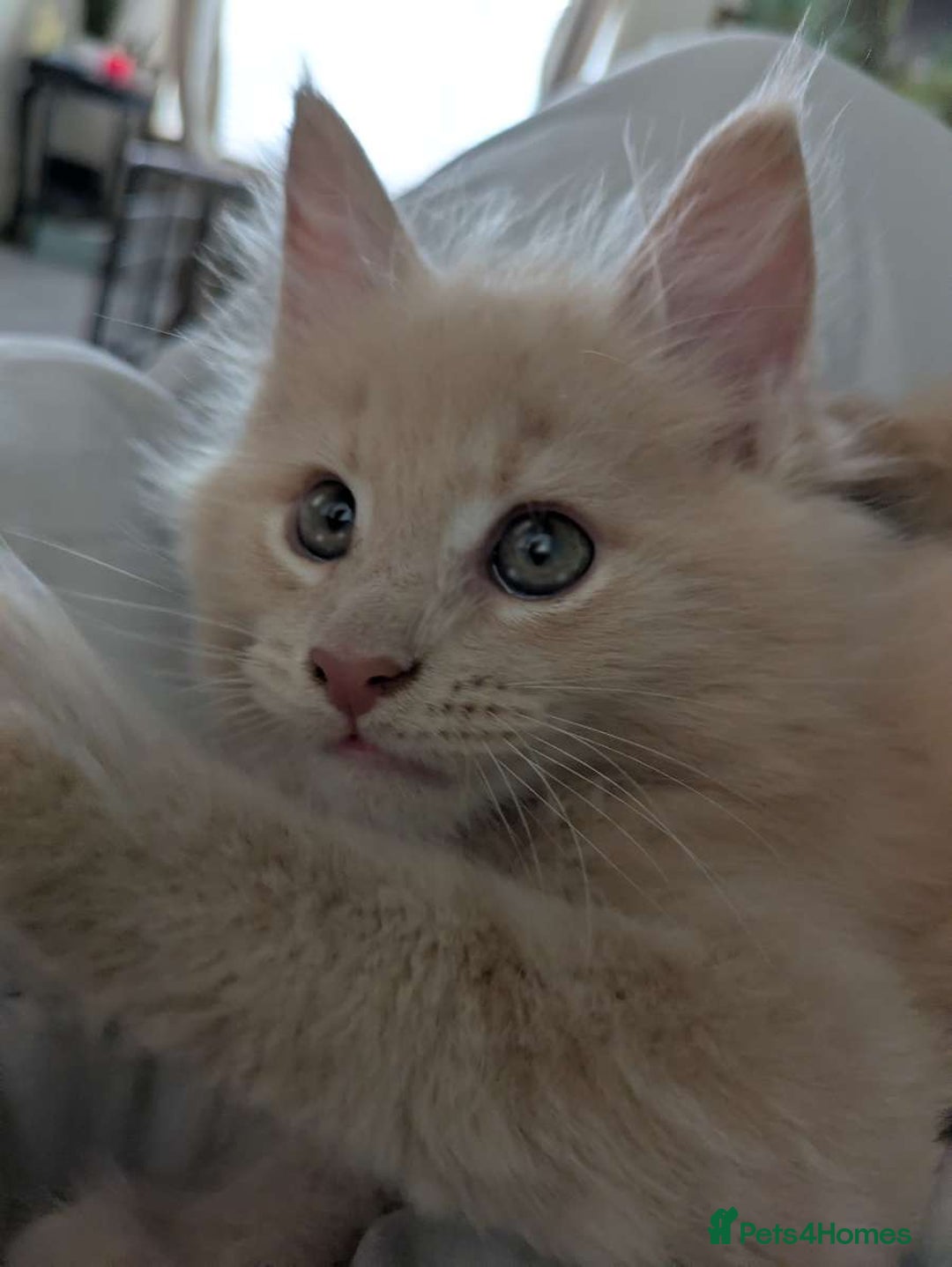 Maine Coon cats for sale: Beautiful Maine Coon Kittens - Image 31