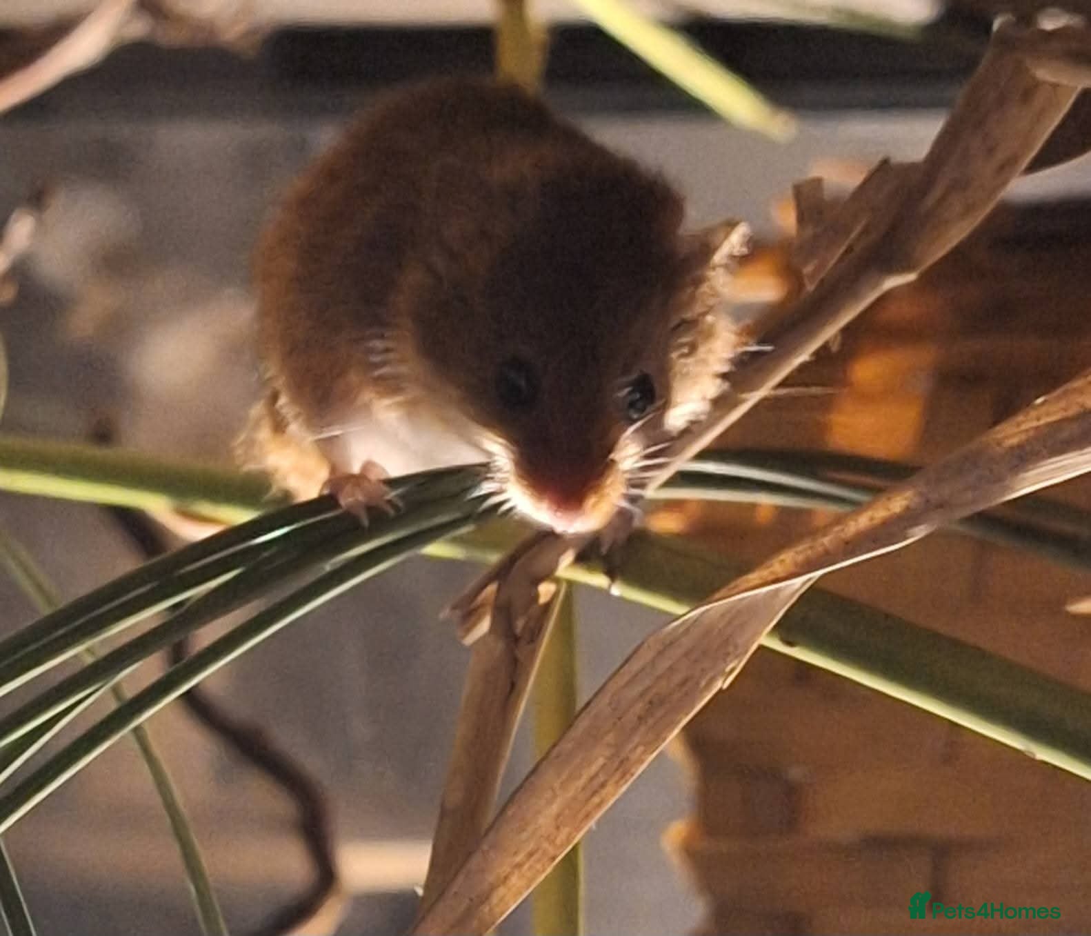 Mouse rodents HARVEST MICE FOR SALE - Advert 2