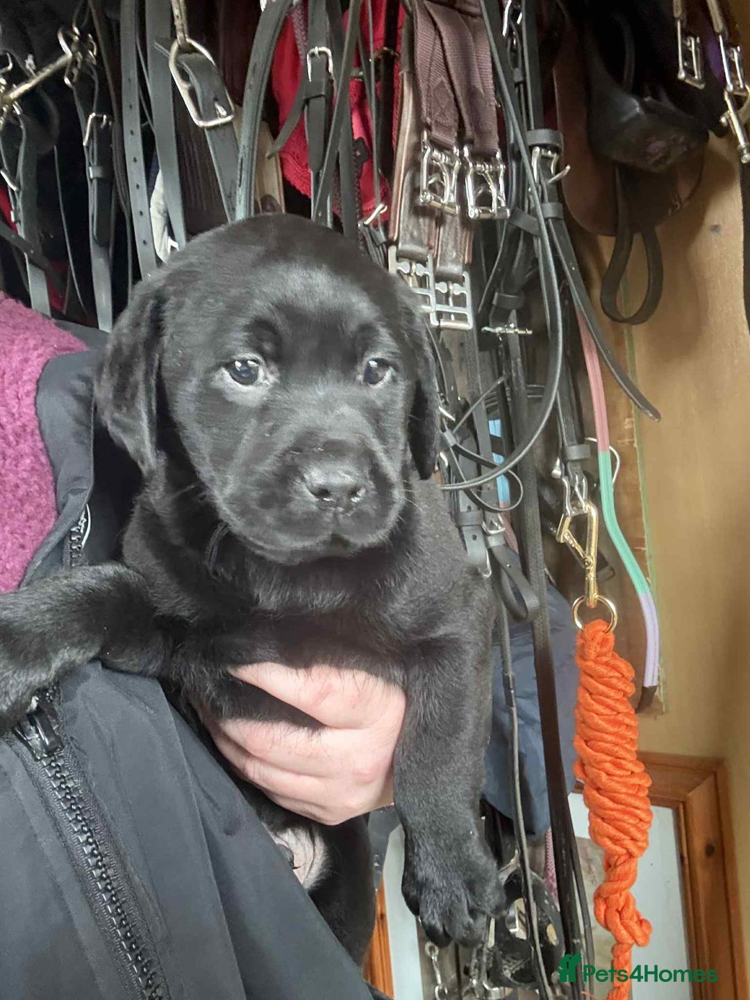Labrador Retriever dogs for sale: two stunning labrador puppies - Advert 5