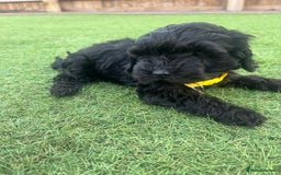 Cockapoo dogs for sale: F1B COCKERPOOS LOOKING FOR THERE FORVER HOME ❤️ - Image 3