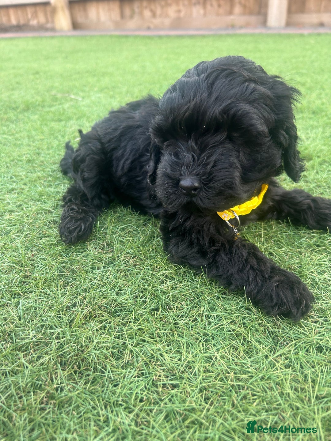 Cockapoo dogs for sale: F1B COCKERPOOS LOOKING FOR THERE FORVER HOME ❤️ - Image 3