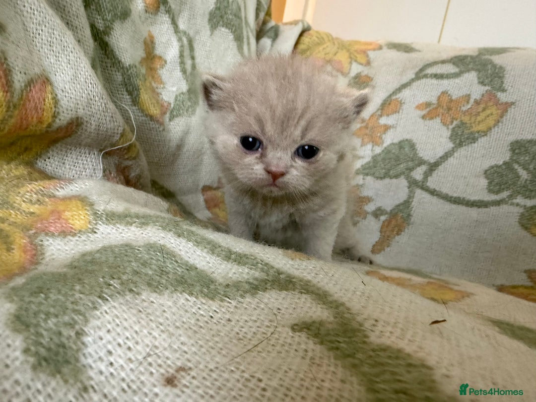 British Shorthair cats for sale: Beautiful GCCF and TICA reg British Shorthair  - Advert 20