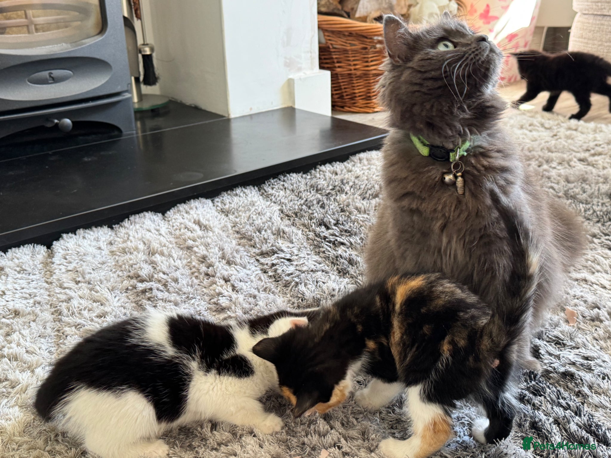 Persian cats Kittens ready to go  - Advert 1