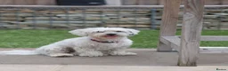 Mixed Breed dogs for adoption: Regina - nickname - Reggie in Fleet - Advert 3