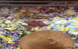 Hamster rodents for sale: Baby Syrian hamsters - Image 5