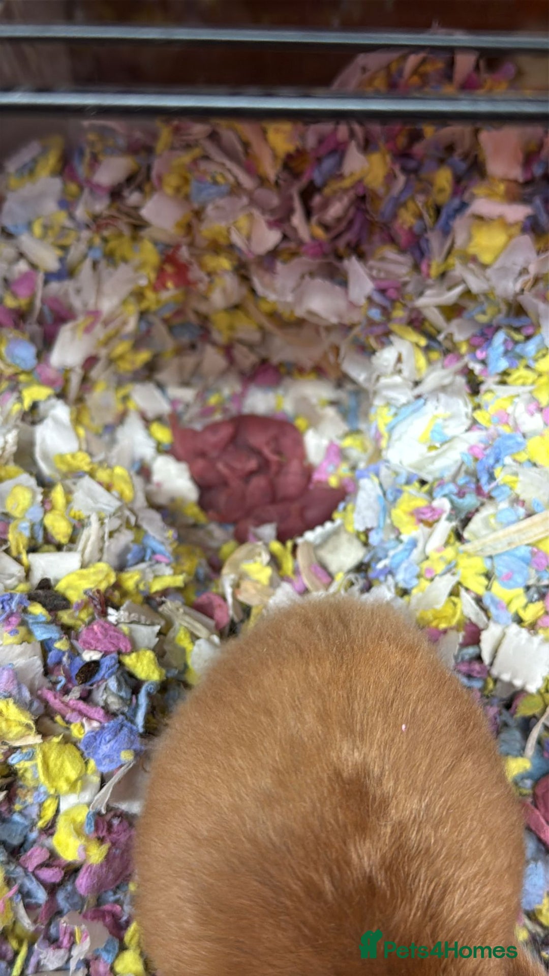 Hamster rodents for sale: Baby Syrian hamsters - Image 5