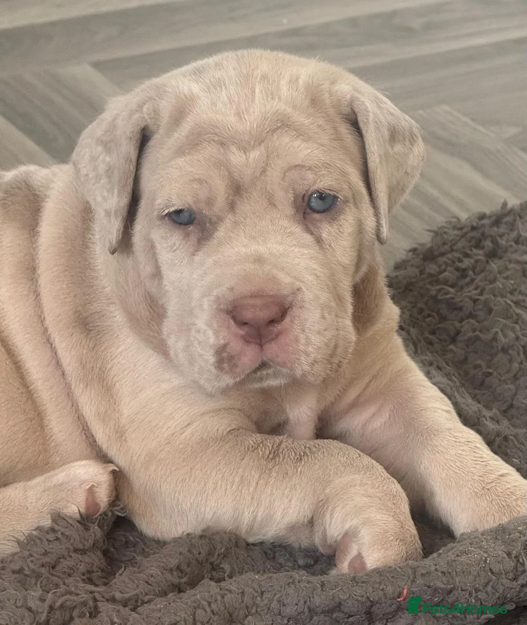 Mixed Breed dogs for sale: 🐾 Neapolitan Mastiff x Cane Corso🐾 - Advert 3