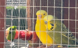 Budgerigars birds for sale: Budgies for new homes, mixed colours  - Image 1