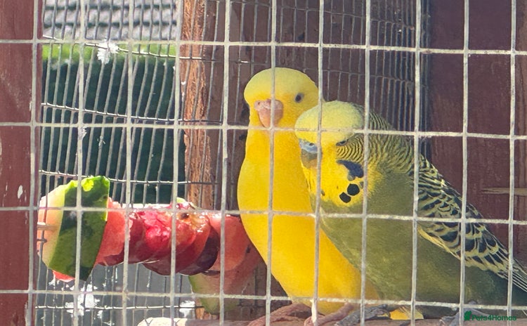 Budgerigars birds - Advert 11