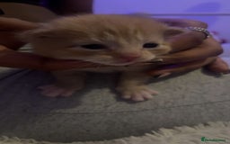 Mixed Breed cats for sale: 5 beautiful furry little kittens  - Image 1