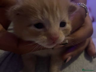 Mixed Breed cats - Advert 3