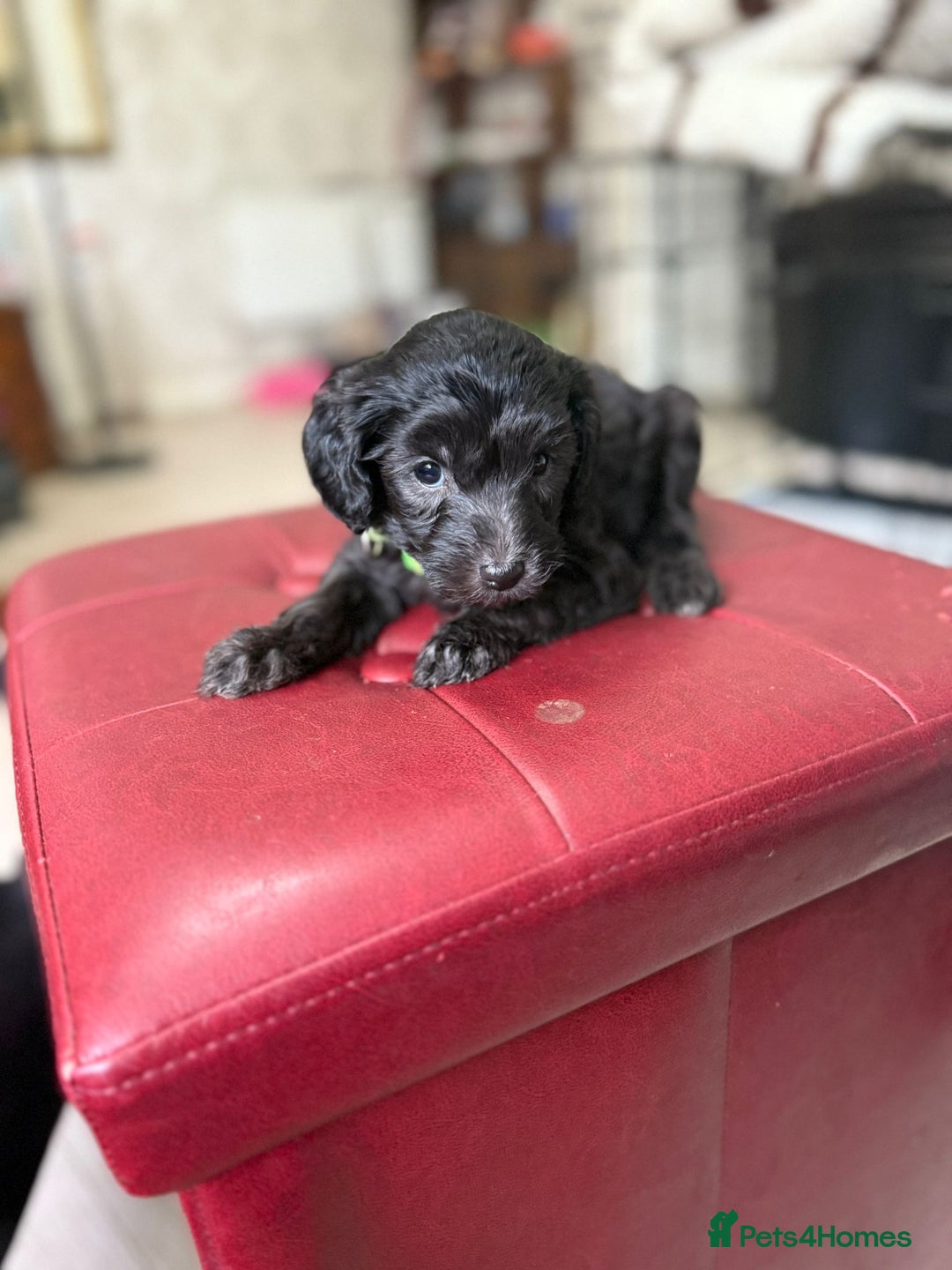 Toy Poodle dogs for sale: Toy poodle x chipoo male puppies - Advert 3