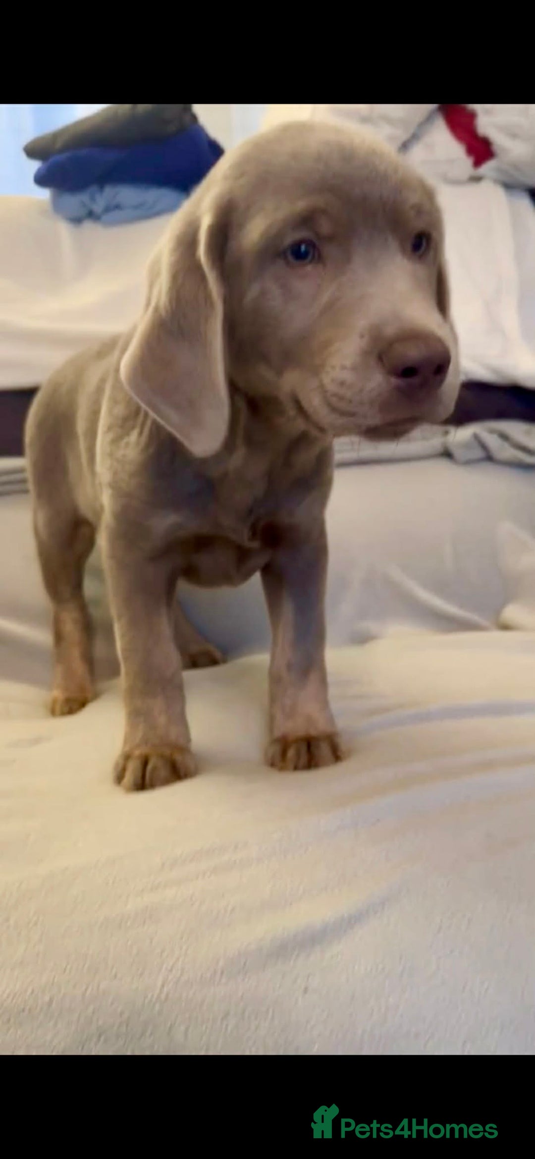 Labrador Retriever dogs for sale: Stunning silver Labradors  - Advert 26