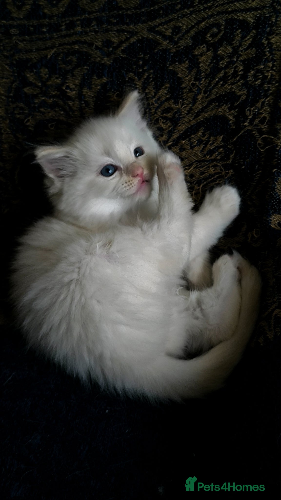 Ragdoll cats for sale: Beautiful ragdolls are looking for a forever home  - Advert 14