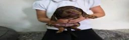 Dachshund dogs for sale: Beautiful Standard Dachshund Puppies  - Advert 21