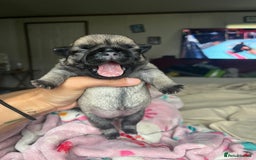 Pug dogs for sale: Home raise fawn&black Pug puppies - Advert 9