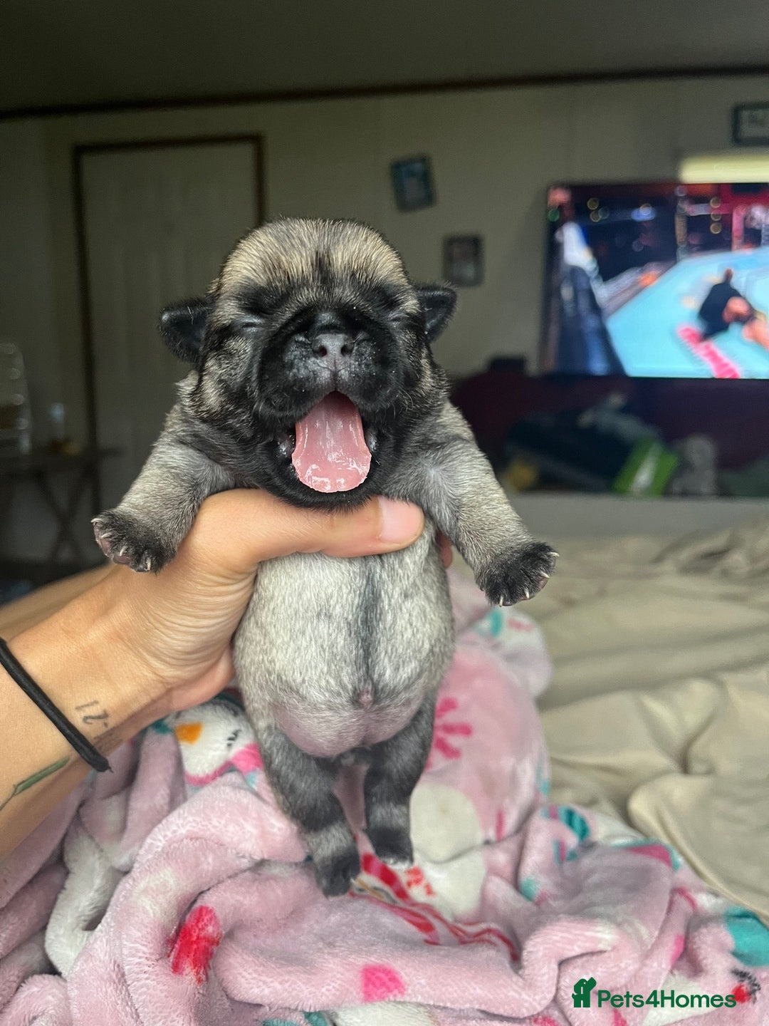 Pug dogs for sale: Home raise fawn&black Pug puppies - Advert 9