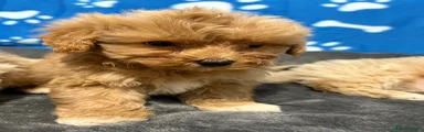 Maltipoo Puppy 1