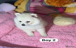 Pomeranian dogs for sale: Beautiful Pomeranian puppy’s  - Image 5