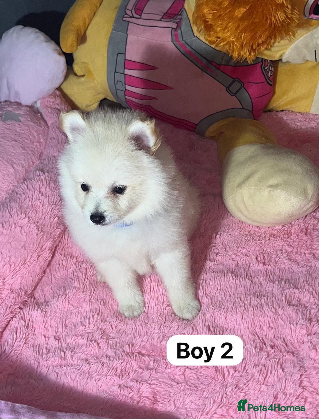 Pomeranian dogs for sale: Beautiful Pomeranian puppy’s  - Image 5