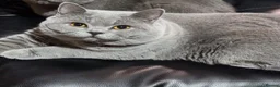British Shorthair cats for sale: Full Paperwork BSH Kittens Ready 2 July 2026 - Advert 6