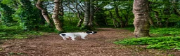 Mixed Breed dogs for sale: Daisy. Staffy X in Camborne - Advert 1