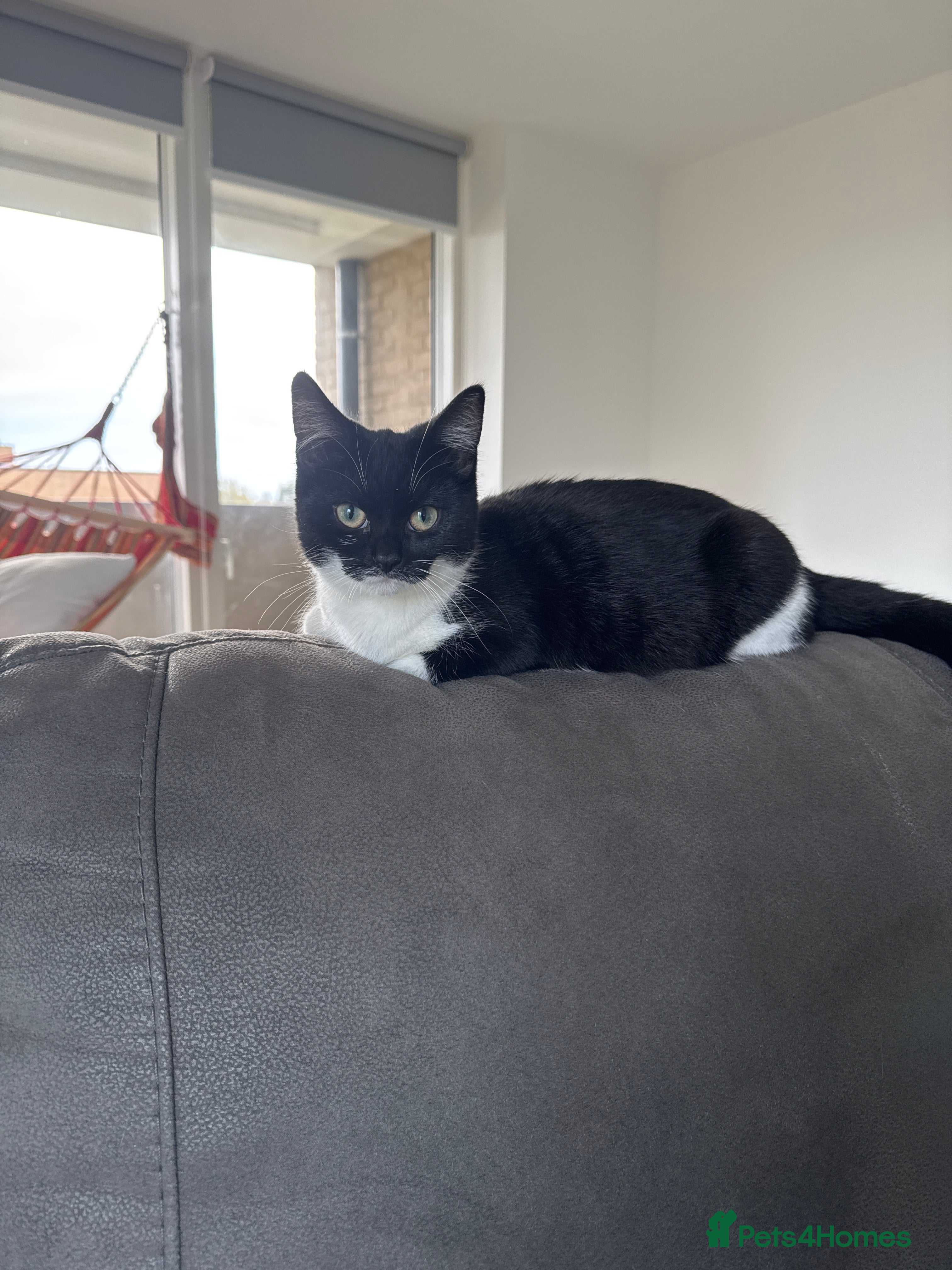 European cats Tuxedo kitten for sale  - Advert 4