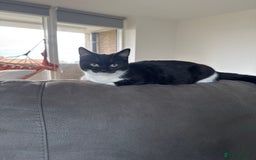 European cats for sale: Tuxedo kitten for sale  - Advert 1