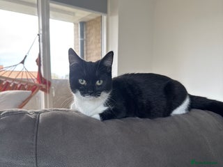 European cats for sale: Tuxedo kitten for sale - Advert 1