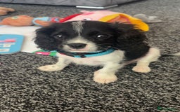 Cavalier King Charles Spaniel dogs for sale: king charles  - Image 4