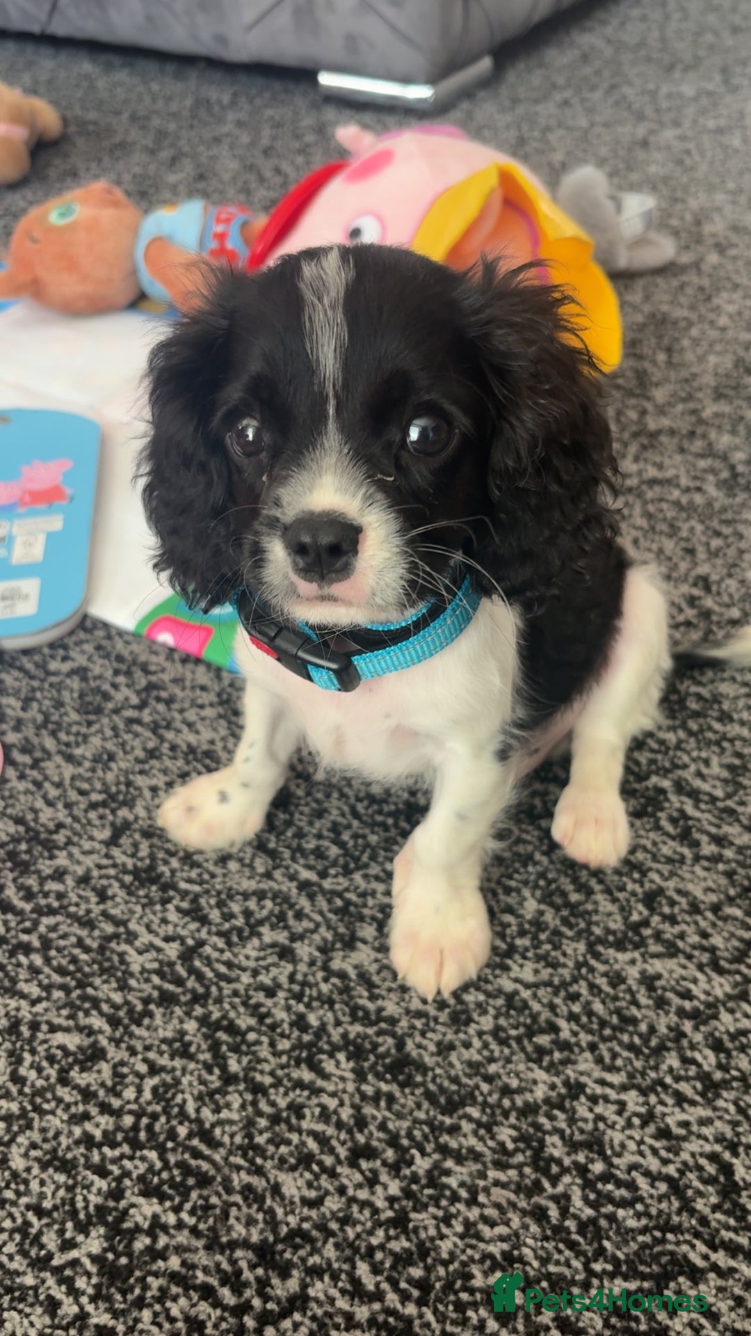 Cavalier King Charles Spaniel dogs for sale: king charles  - Image 4