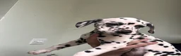 Dalmatian dogs for sale: **4 Left** Dalmatian Pups ready now - Advert 3