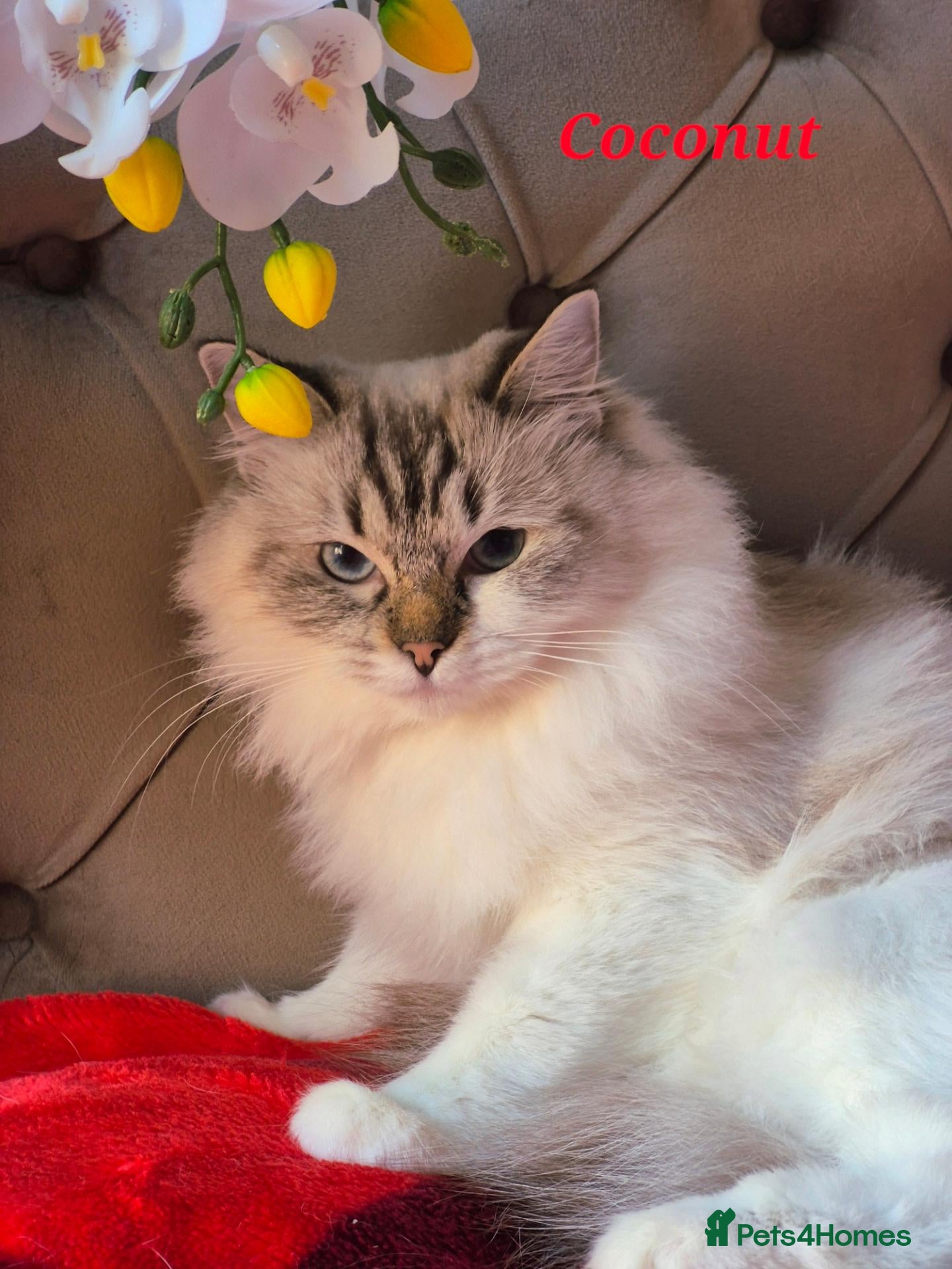 Ragdoll cats for sale: Tica registered exceptional  Ragdolls  - Advert 2
