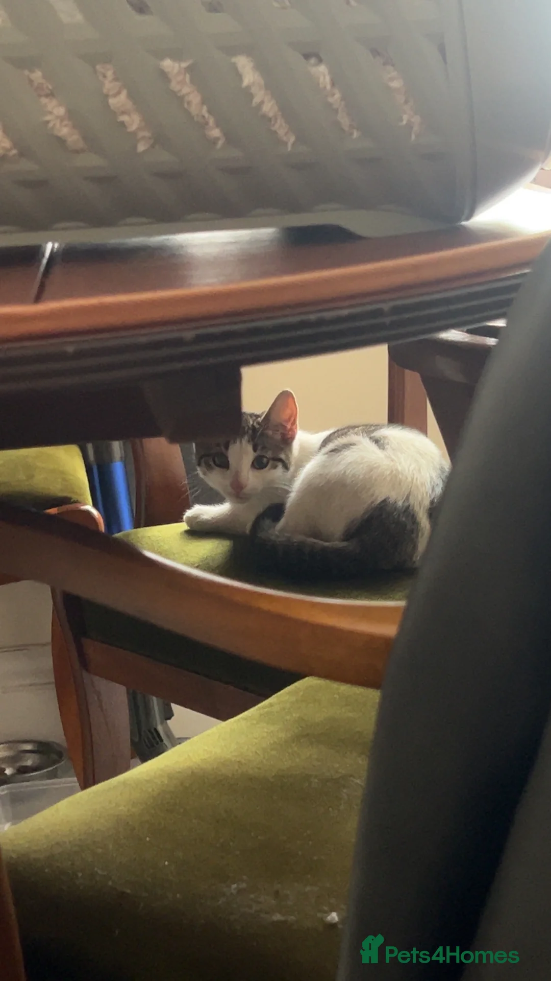 Mixed Breed cats for sale: sweet mixed tabby baby ready for loving home🐾🩷 - Advert 2