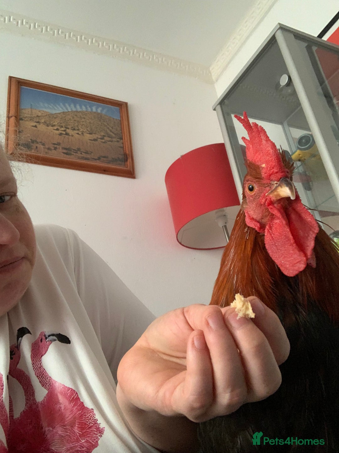 Chickens poultry for sale: 3 beautiful tame cockerels  - Image 2