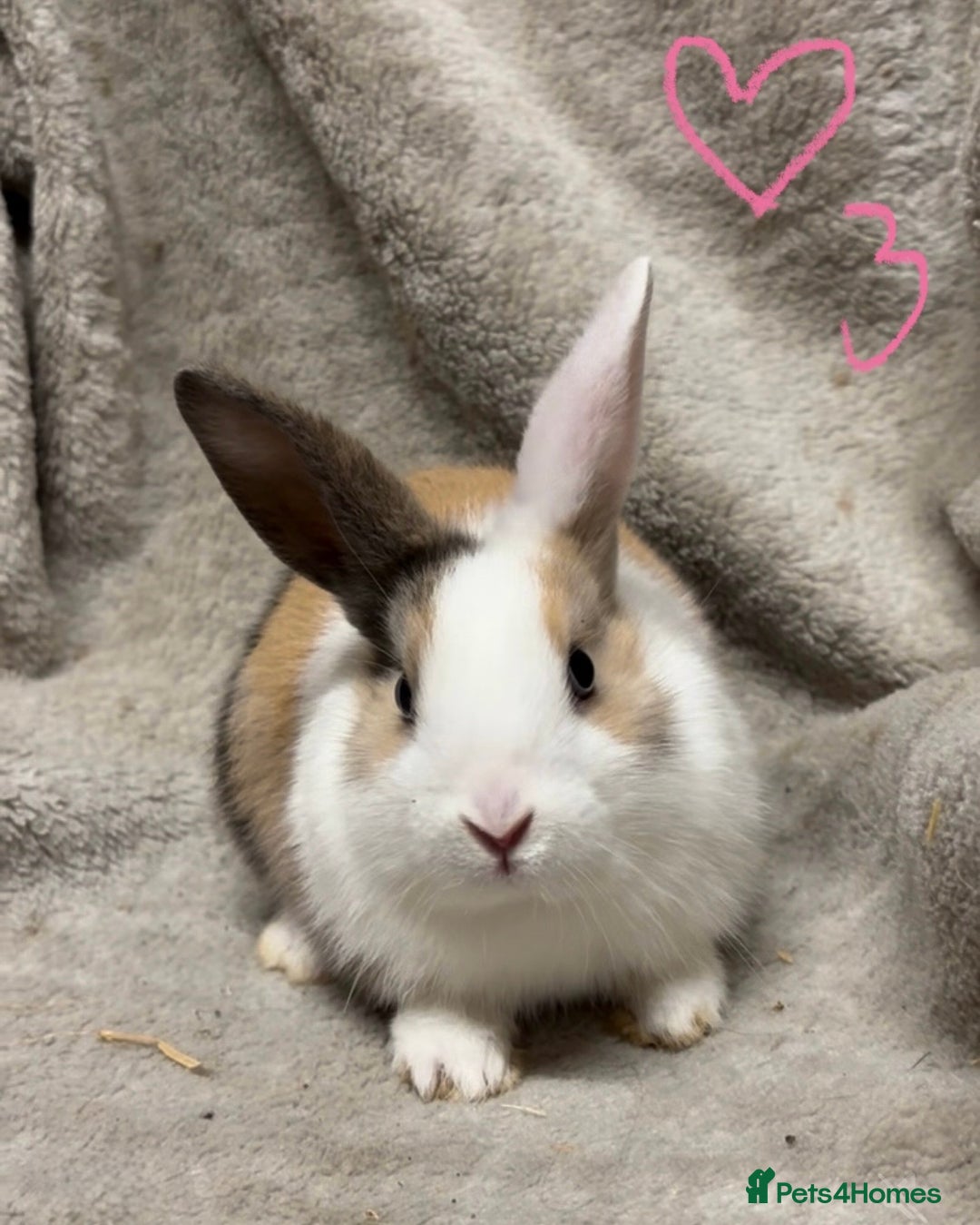 Mixed Breed rabbits for sale: 4 Beautiful baby mix breed bunnies  - Advert 14