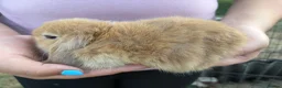 Mini Lop rabbits for sale: Mini Lops  - Advert 2
