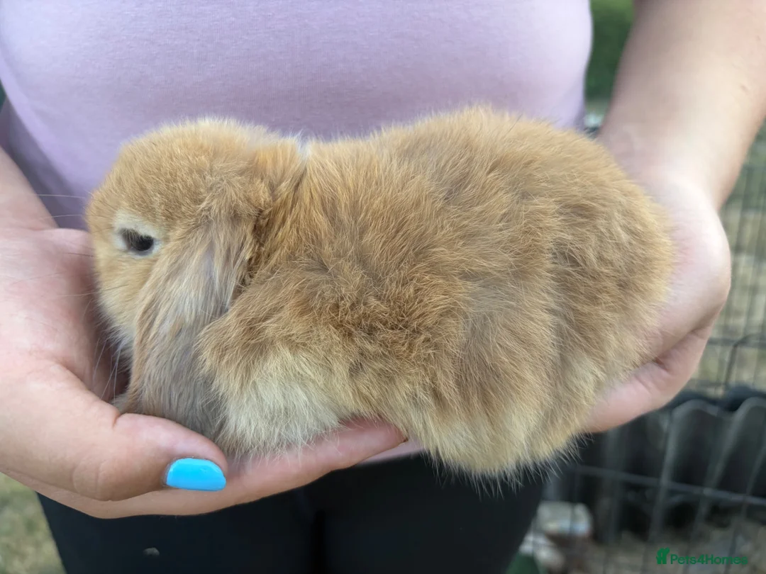 Mini Lop rabbits for sale: Mini Lops  - Advert 2